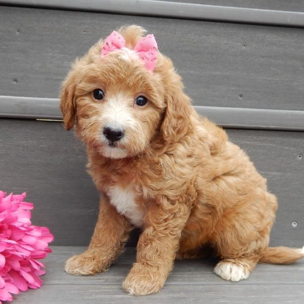 F1b Mini Goldendoodle Puppy for Sale