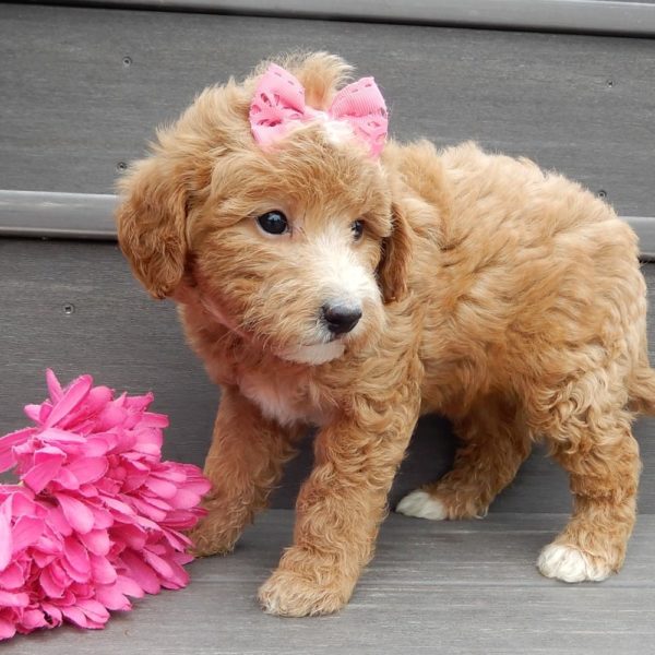 F1b Mini Goldendoodle Puppy for Sale