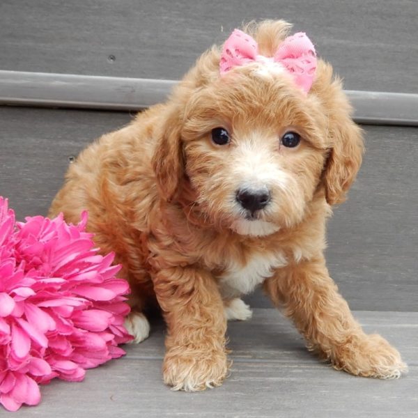 F1b Mini Goldendoodle Puppy for Sale