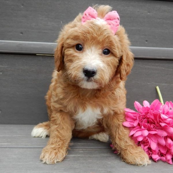 F1b Mini Goldendoodle Puppy for Sale