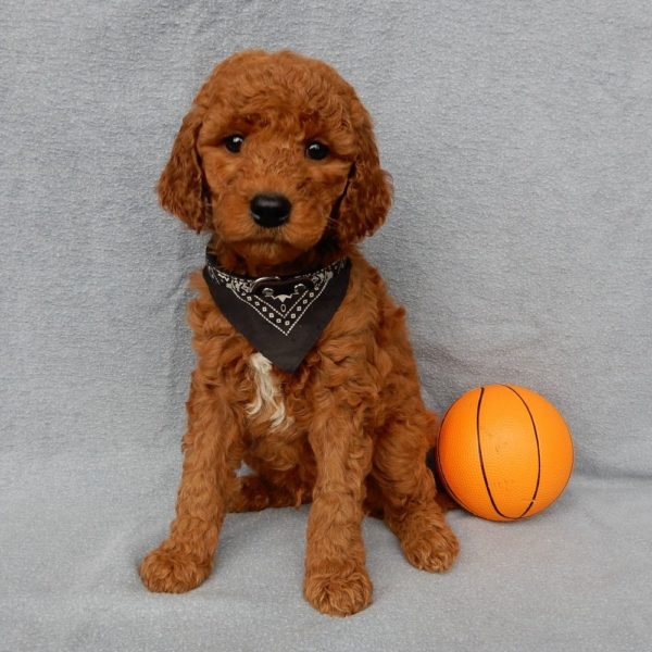 F1b Medium Goldendoodle Puppy for Sale