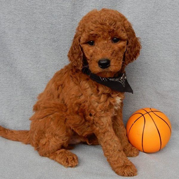 F1b Medium Goldendoodle Puppy for Sale