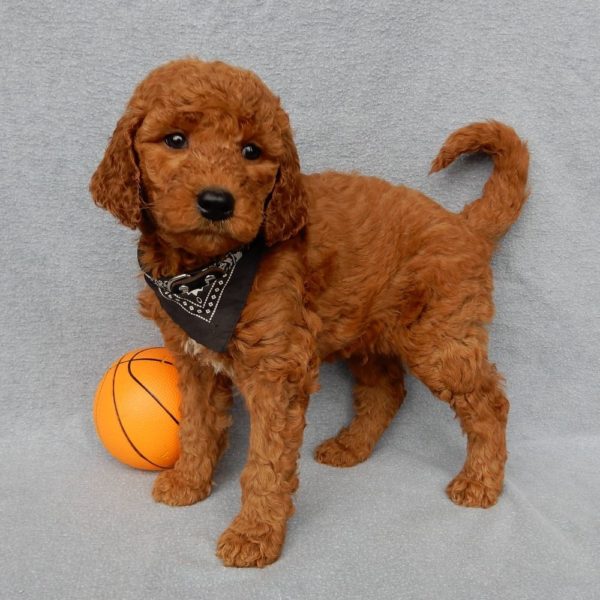 F1b Medium Goldendoodle Puppy for Sale