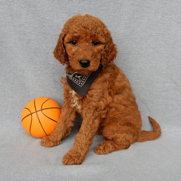 F1b Medium Goldendoodle Puppy for Sale