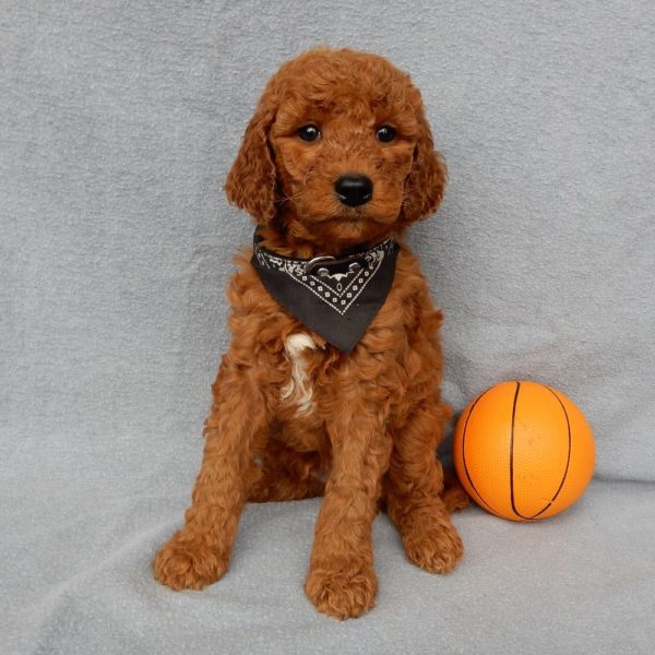 F1b Medium Goldendoodle Puppy for Sale