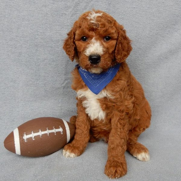 F1b Medium Goldendoodle Puppy for Sale