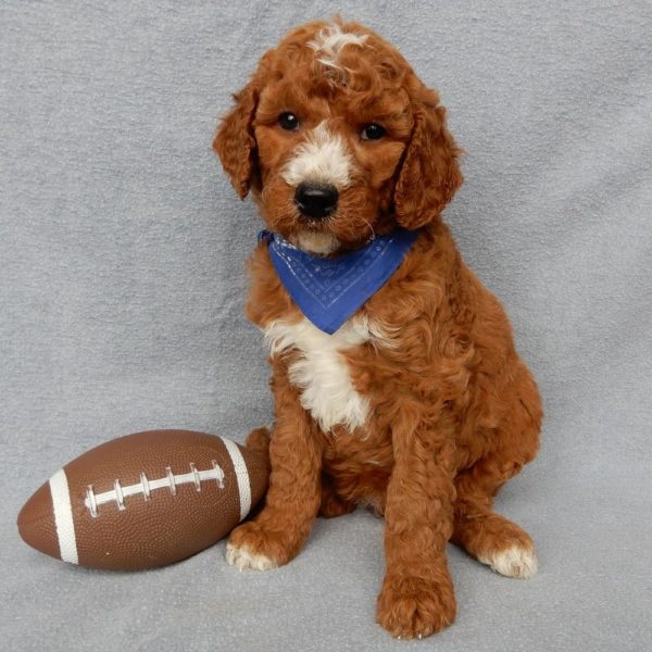 F1b Medium Goldendoodle Puppy for Sale