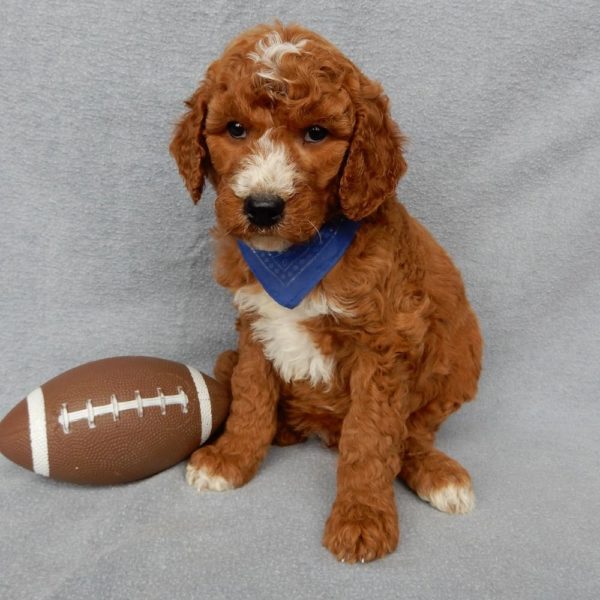 F1b Medium Goldendoodle Puppy for Sale