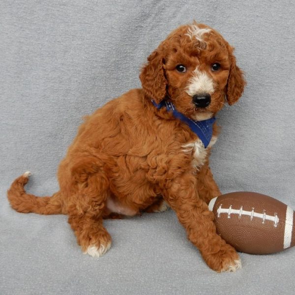 F1b Medium Goldendoodle Puppy for Sale