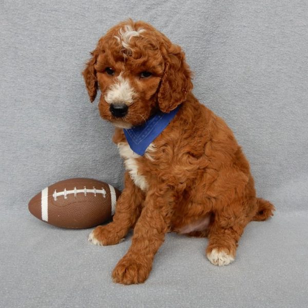 F1b Medium Goldendoodle Puppy for Sale