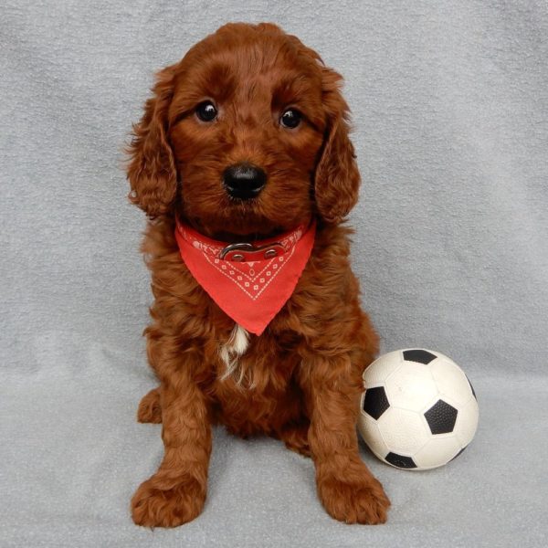 F1b Medium Goldendoodle Puppy for Sale