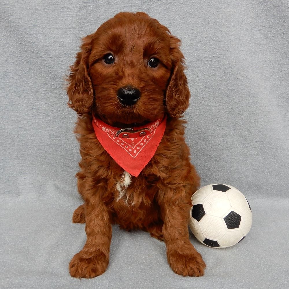 F1b Medium Goldendoodle Puppy for Sale in NYC