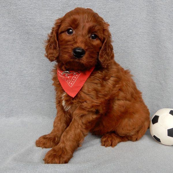 F1b Medium Goldendoodle Puppy for Sale