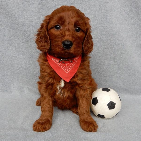 F1b Medium Goldendoodle Puppy for Sale