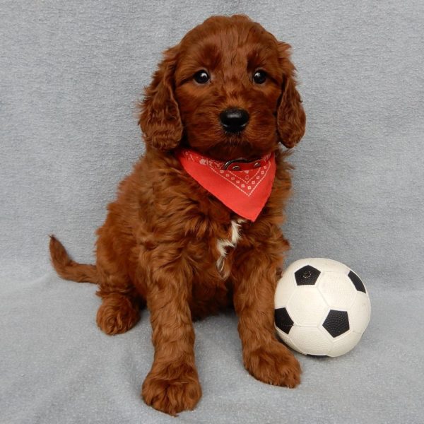 F1b Medium Goldendoodle Puppy for Sale