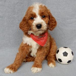 F1b Medium Goldendoodle Puppy for Sale