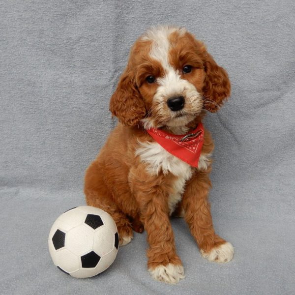 F1b Medium Goldendoodle Puppy for Sale