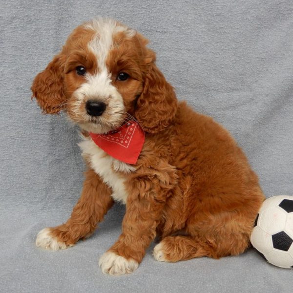 F1b Medium Goldendoodle Puppy for Sale