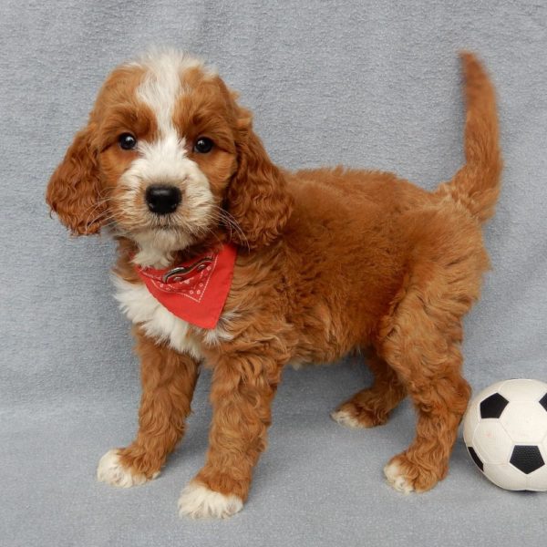 F1b Medium Goldendoodle Puppy for Sale