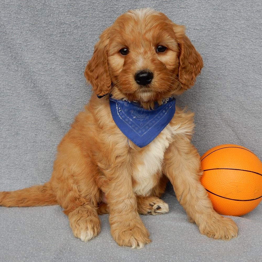 F1b Medium Goldendoodle Puppy for Sale in NYC