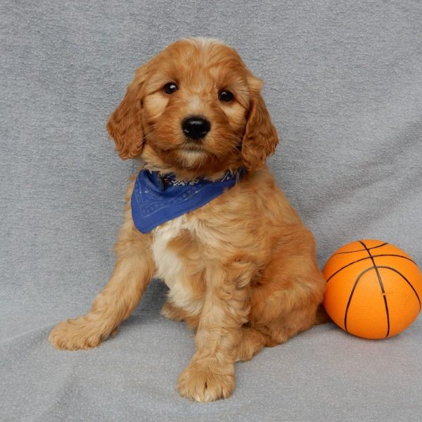 F1b Medium Goldendoodle Puppy for Sale