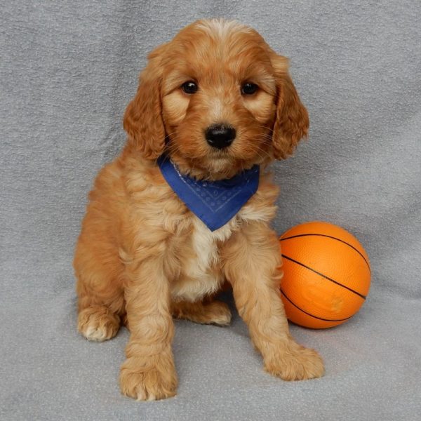 F1b Medium Goldendoodle Puppy for Sale