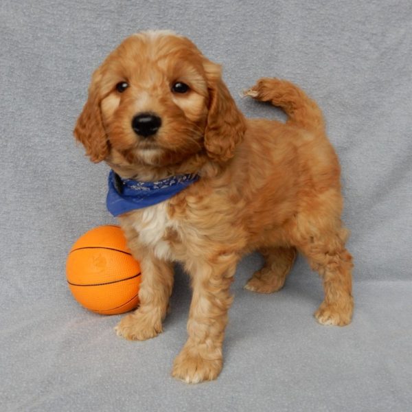 F1b Medium Goldendoodle Puppy for Sale