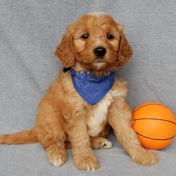 F1b Medium Goldendoodle Puppy for Sale