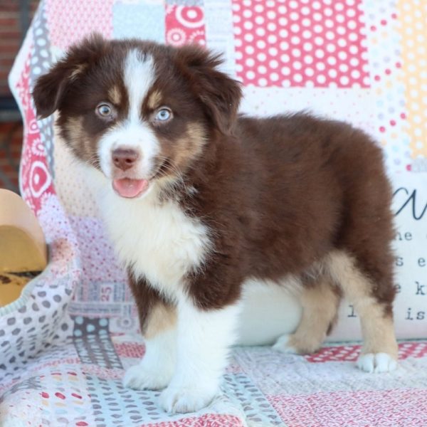 Miniature Australian Shepherd Puppy for Sale