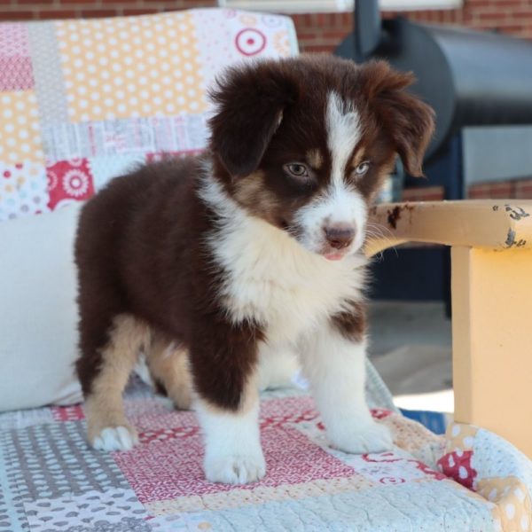 Miniature Australian Shepherd Puppy for Sale