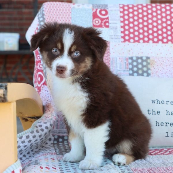 Miniature Australian Shepherd Puppy for Sale