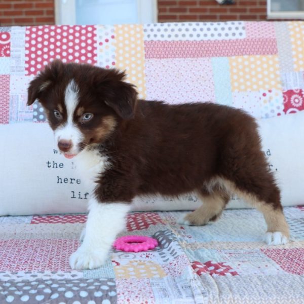 Miniature Australian Shepherd Puppy for Sale