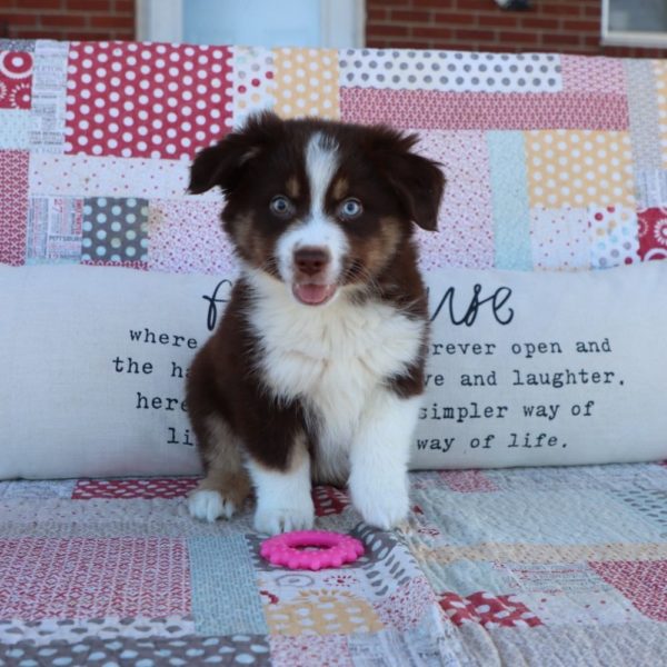 Miniature Australian Shepherd Puppy for Sale