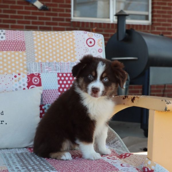 Miniature Australian Shepherd Puppy for Sale