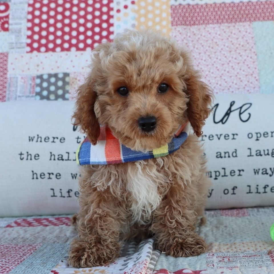 F1b Cockapoo Puppy for Sale in NYC