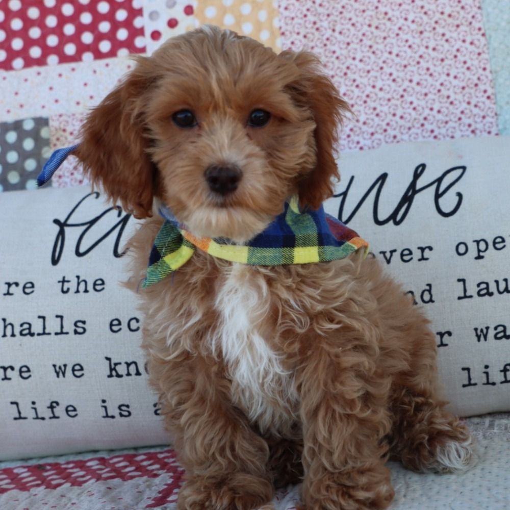 F1b Cockapoo Puppy for Sale in NYC