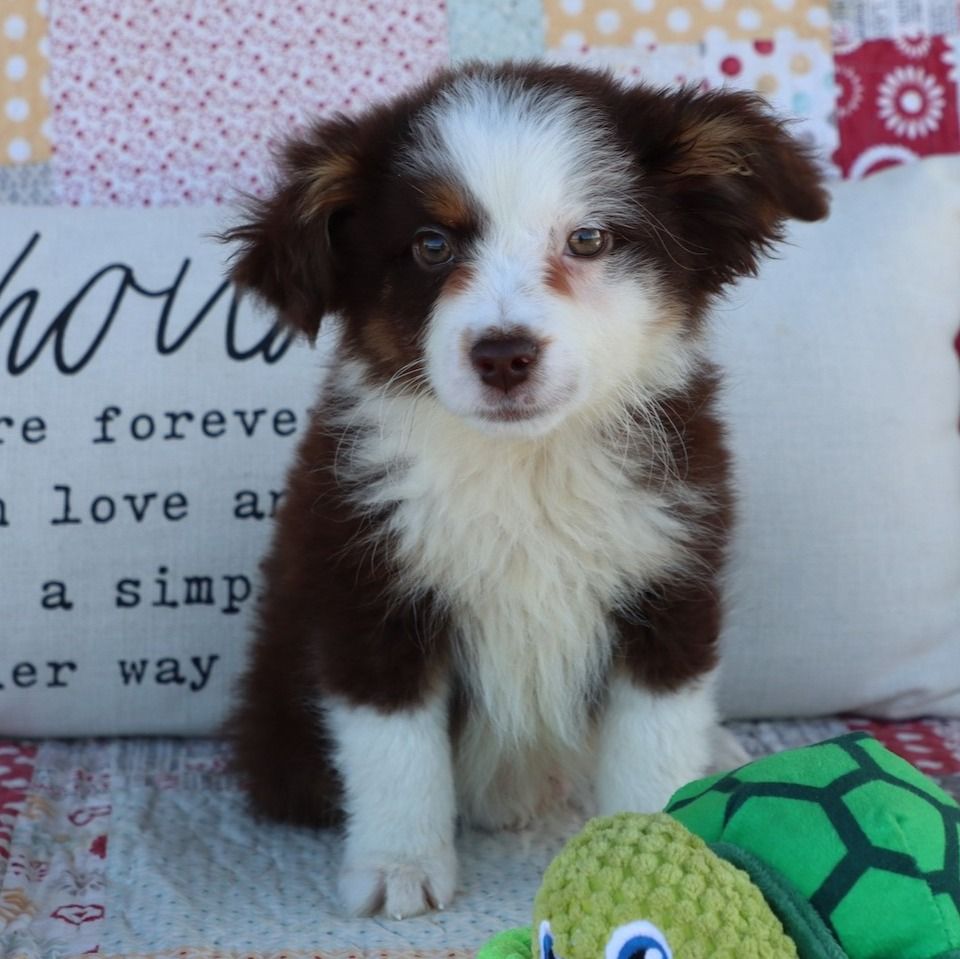 Miniature Australian Shepherd Puppy for Sale in NYC