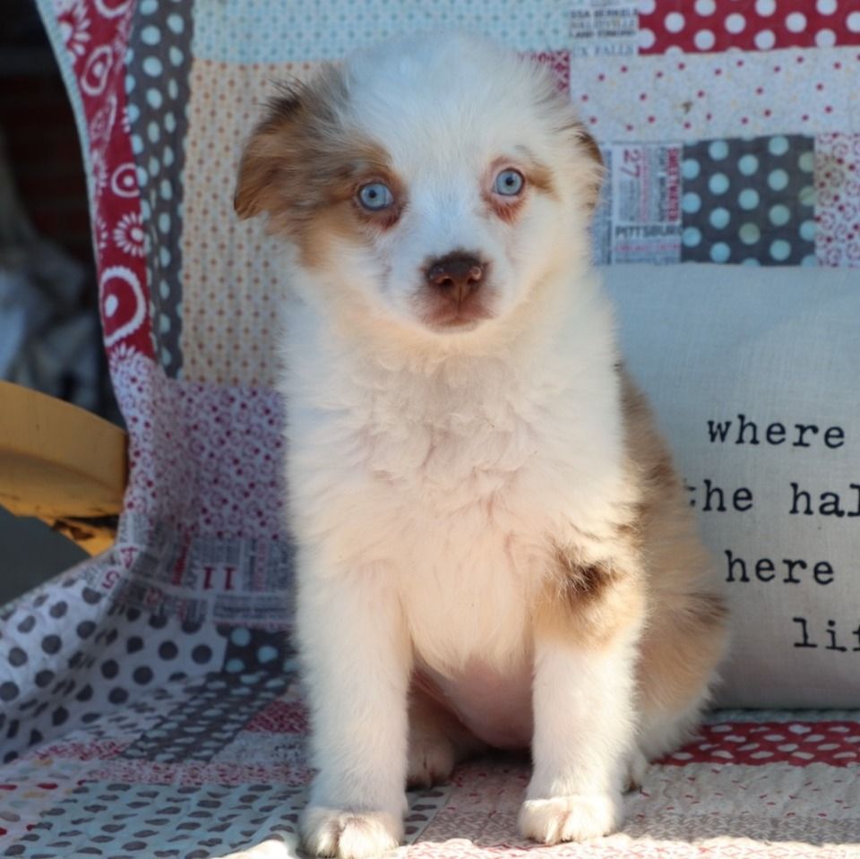 Miniature Australian Shepherd Puppy for Sale in NYC