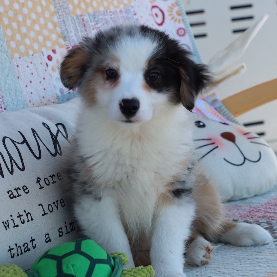 Miniature Australian Shepherd Puppy for Sale in NYC