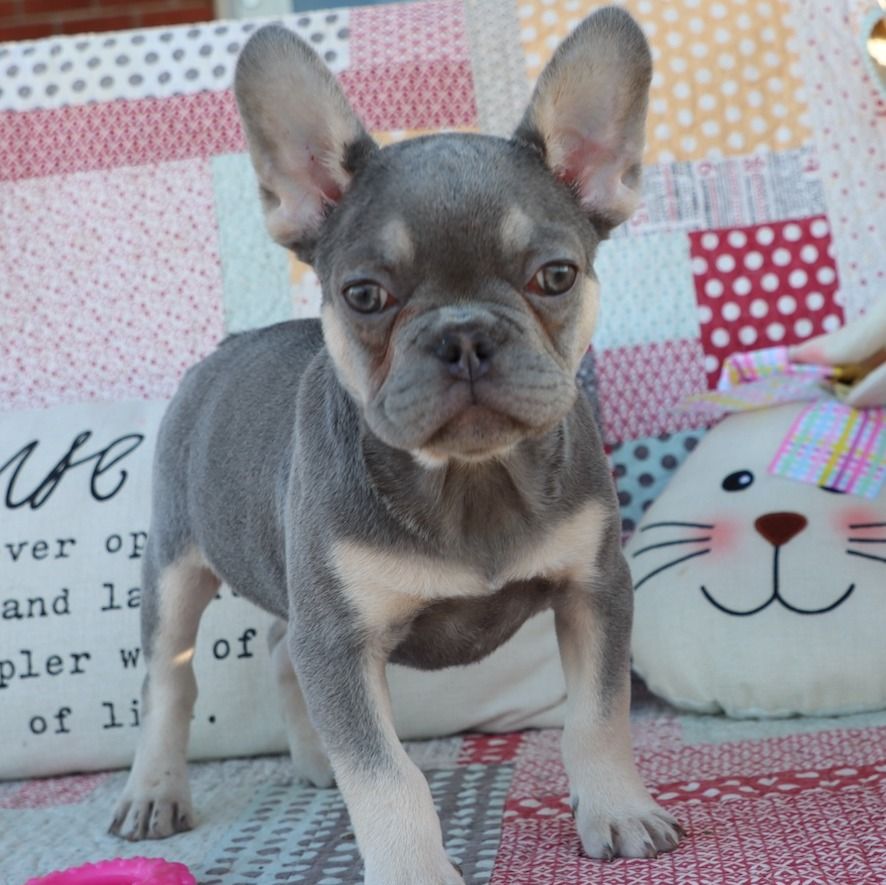 French Bulldog Puppy for Sale in NYC