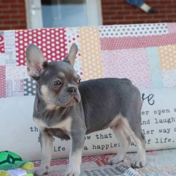 French Bulldog Puppy for Sale