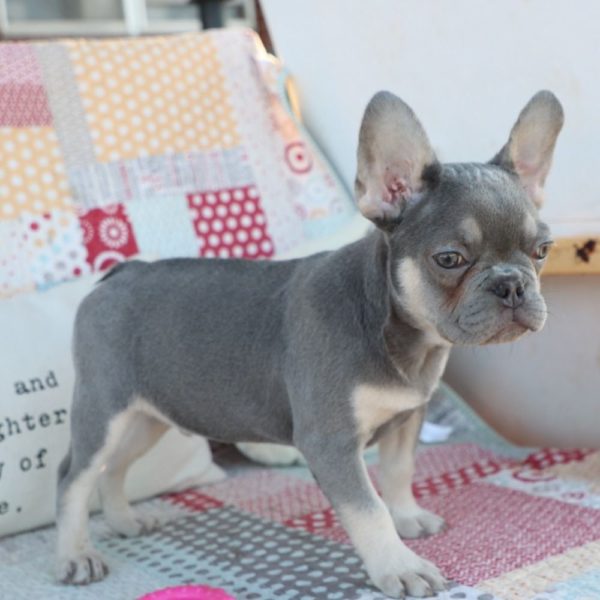 French Bulldog Puppy for Sale