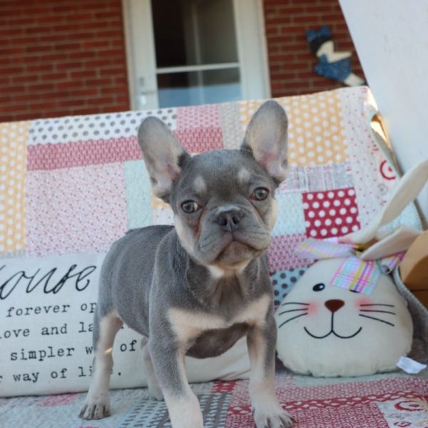 French Bulldog Puppy for Sale