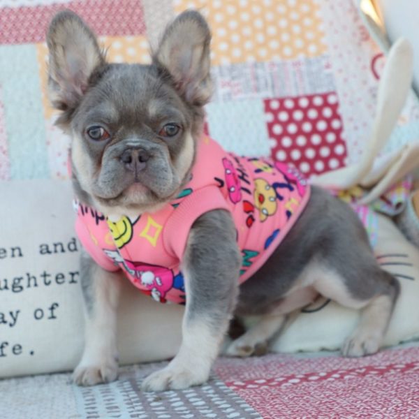 Fluffy French Bulldog Puppy for Sale