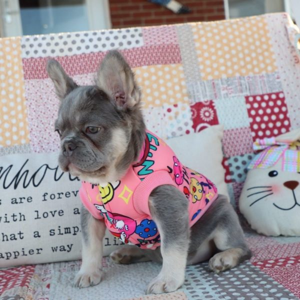 Fluffy French Bulldog Puppy for Sale