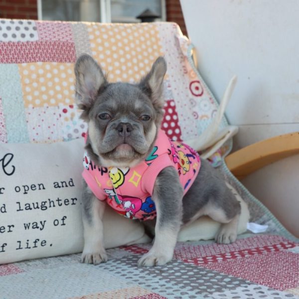 Fluffy French Bulldog Puppy for Sale