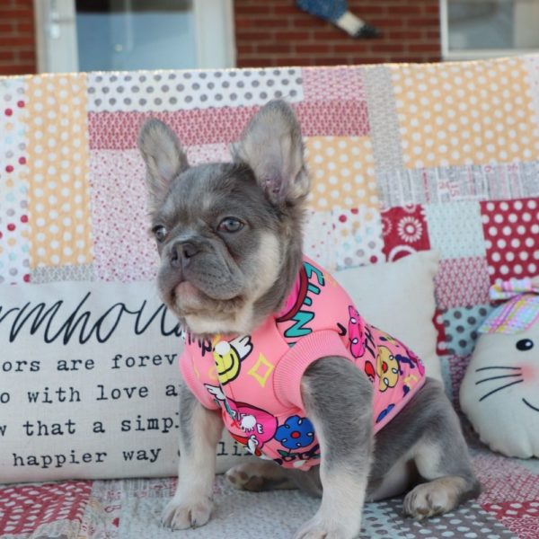 Fluffy French Bulldog Puppy for Sale