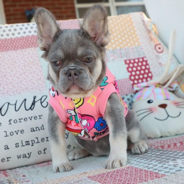 Fluffy French Bulldog Puppy for Sale