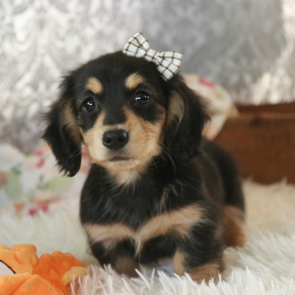 Miniature Dachshund (long Haired) Puppy for Sale in NYC