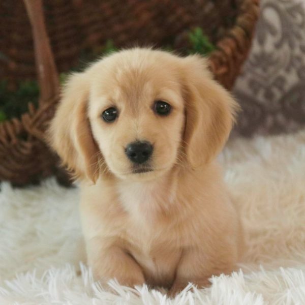 Mini Dachshund Puppy for Sale